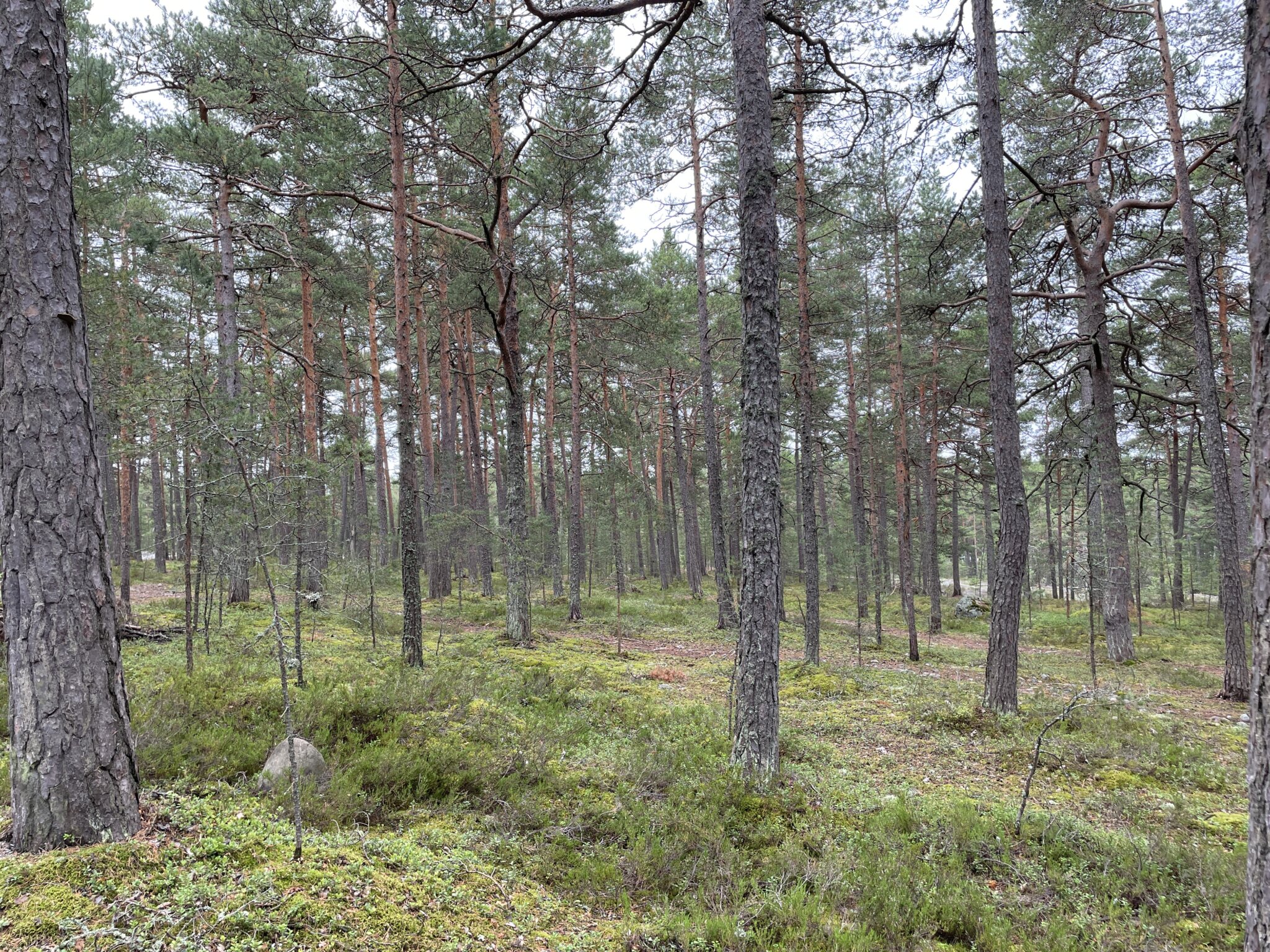 フィンランドの森