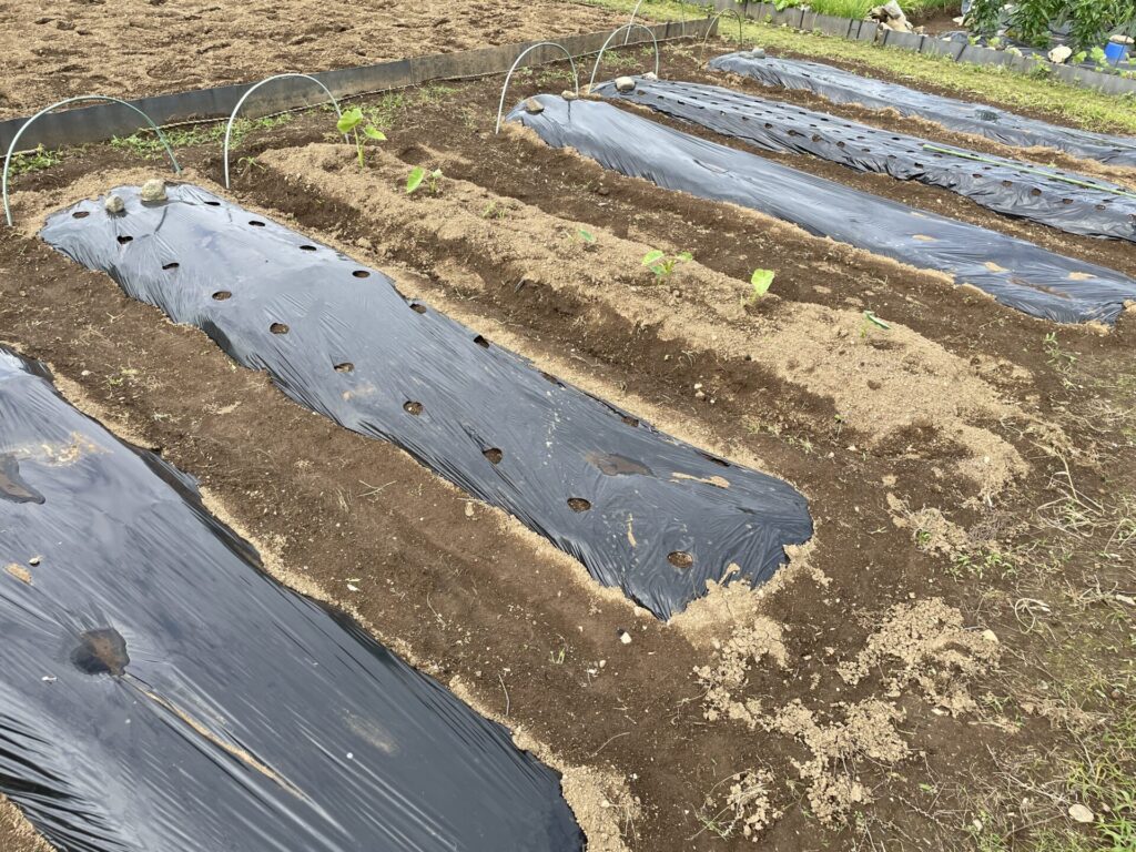 マルチ敷いた後