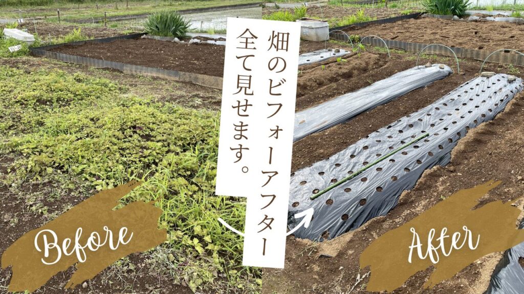 畑のビフォーアフター